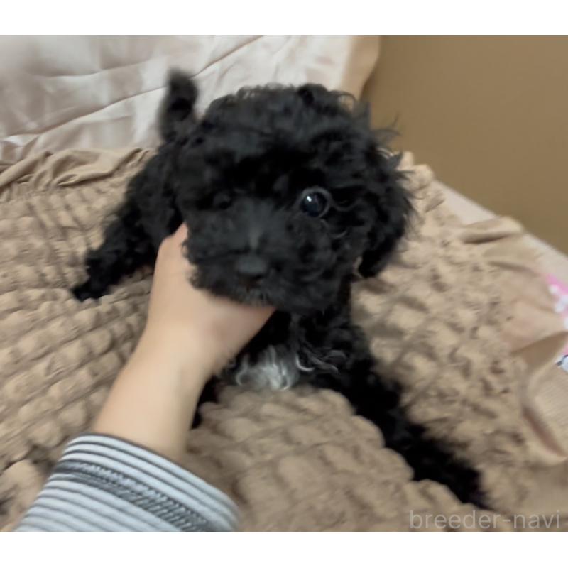 販売中の熊本県のトイプードル-435256の2枚目