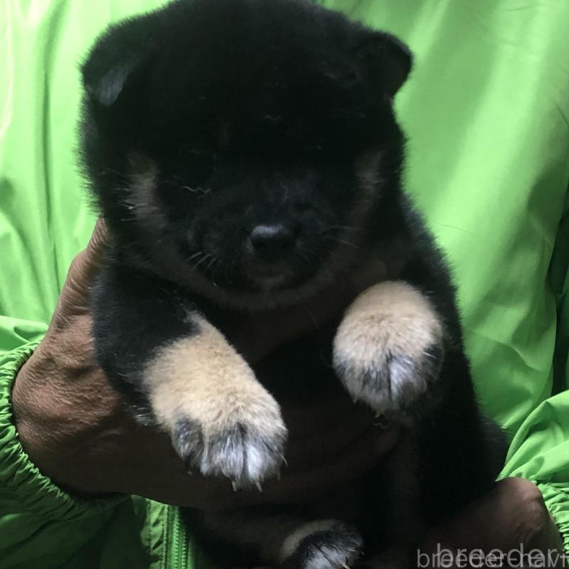 販売中の愛知県の柴犬-435254の4枚目