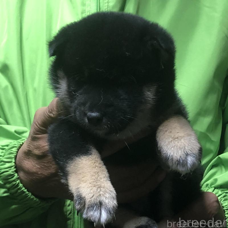 販売中の愛知県の柴犬-435254の3枚目