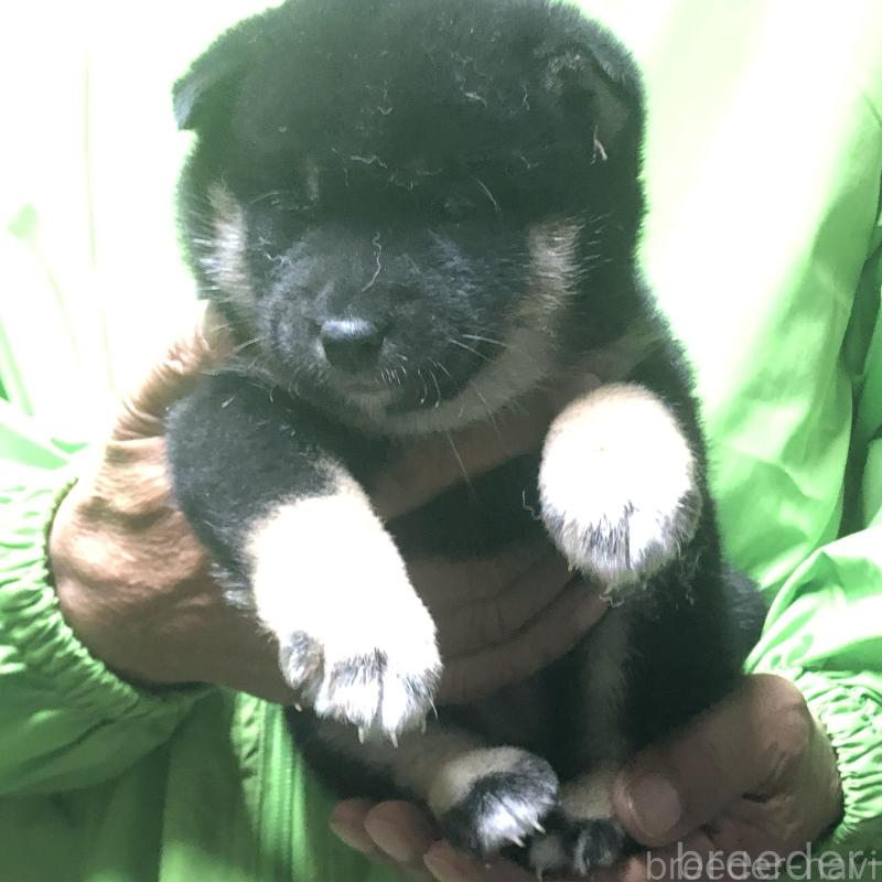 販売中の愛知県の柴犬-435254の2枚目