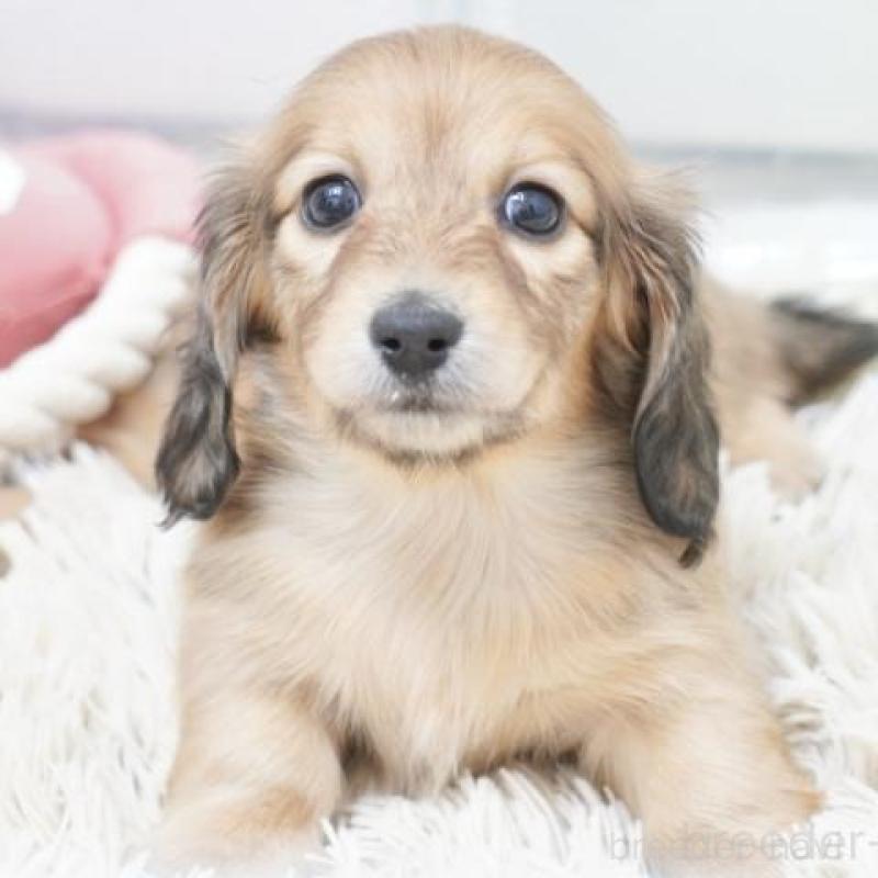 販売中の兵庫県のカニンヘンダックスフンド(ロングヘアード)-435257