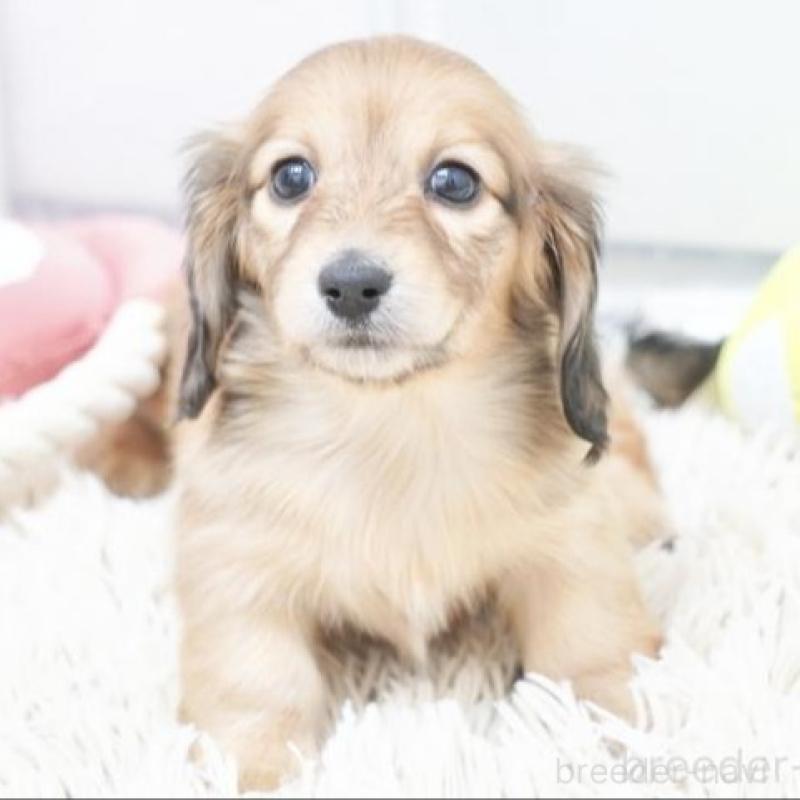 販売中の兵庫県のカニンヘンダックスフンド(ロングヘアード)-435257の3枚目