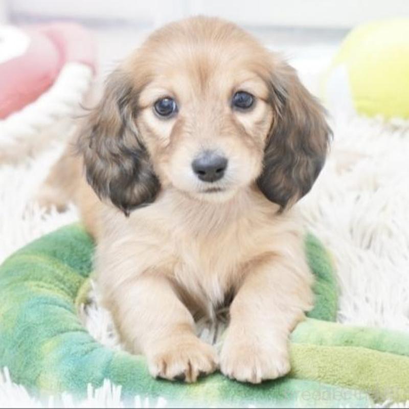 販売中の兵庫県のカニンヘンダックスフンド(ロングヘアード)-435257の2枚目