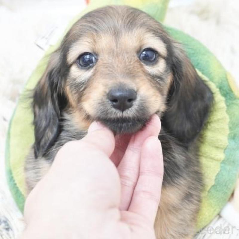 販売中の兵庫県のカニンヘンダックスフンド(ロングヘアード)-435258の1枚目