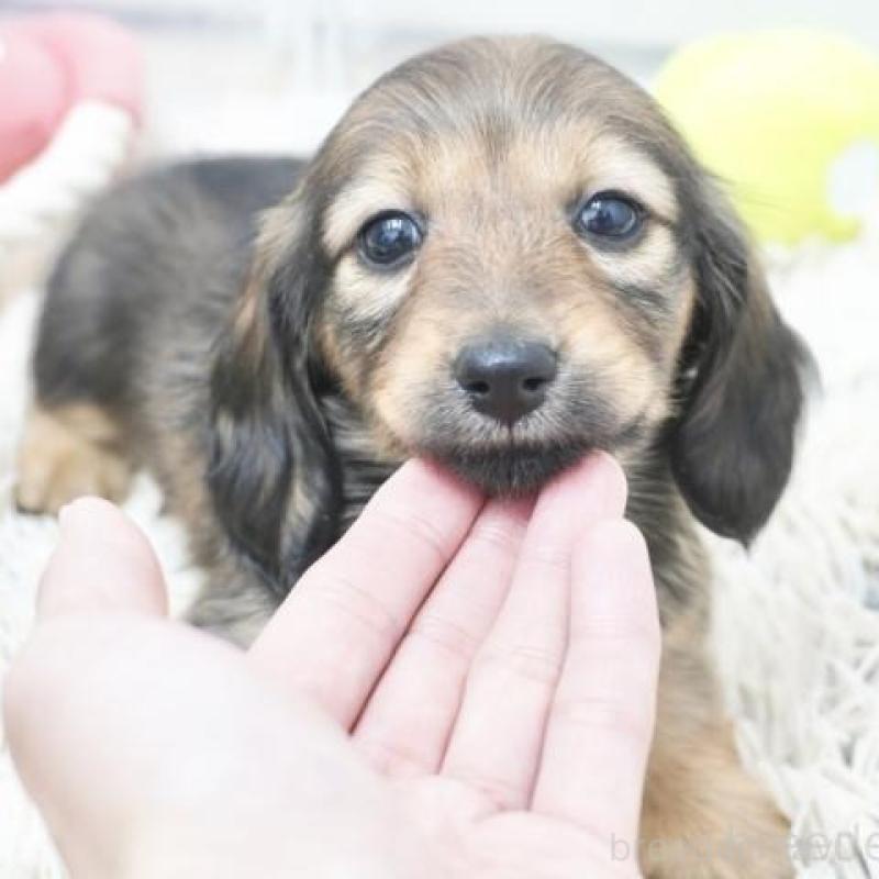 販売中の兵庫県のカニンヘンダックスフンド(ロングヘアード)-435258の3枚目