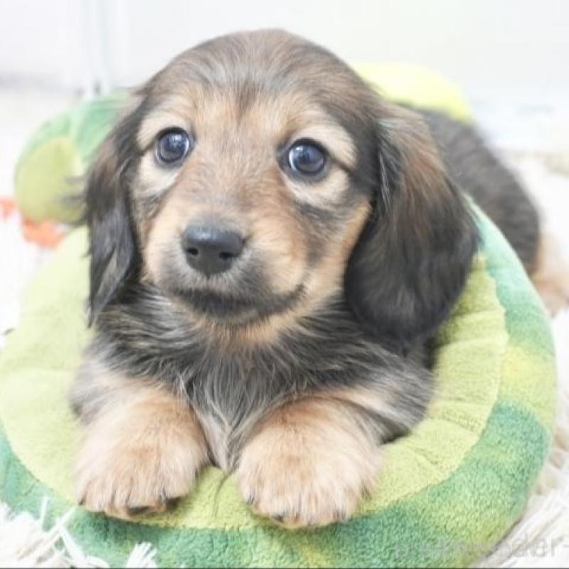 販売中の兵庫県のカニンヘンダックスフンド(ロングヘアード)-435258の2枚目