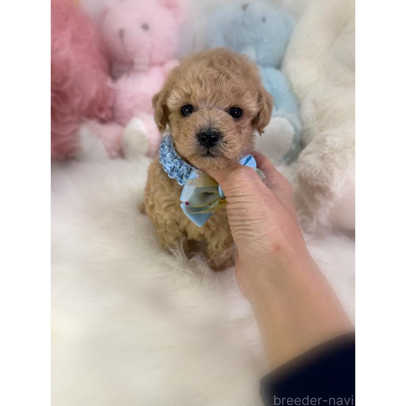 販売中の香川県のトイプードル-433619の17枚目