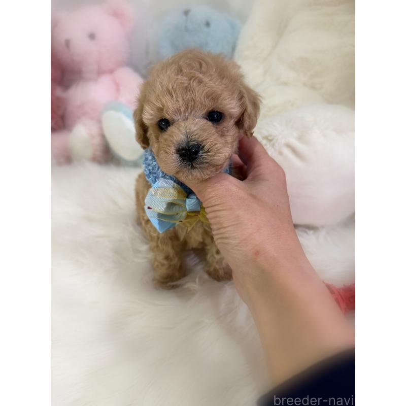 販売中の香川県のトイプードル-433619の16枚目