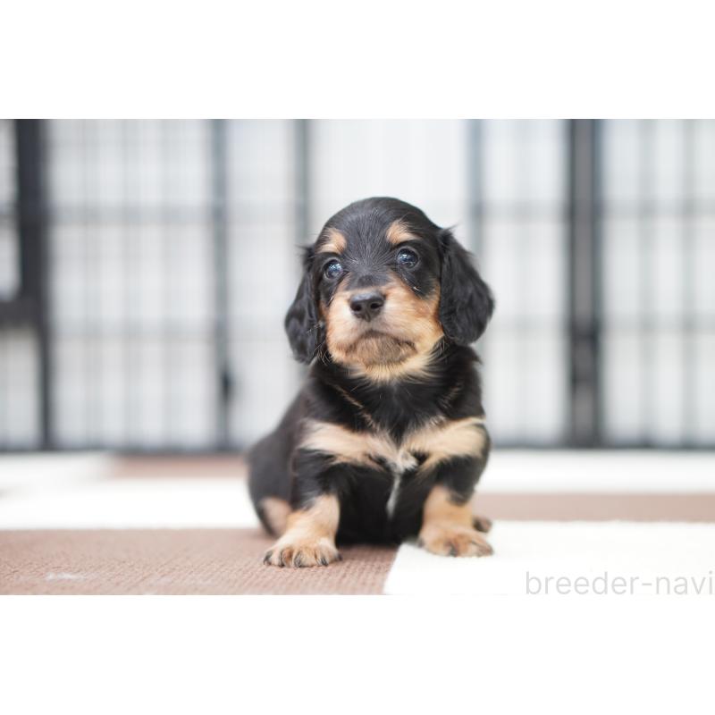 販売中の埼玉県のミニチュアダックスフンド(ロングヘアード)-434445の5枚目