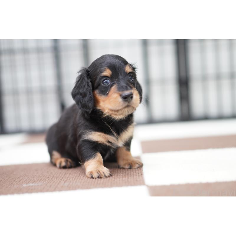 販売中の埼玉県のミニチュアダックスフンド(ロングヘアード)-434445の4枚目