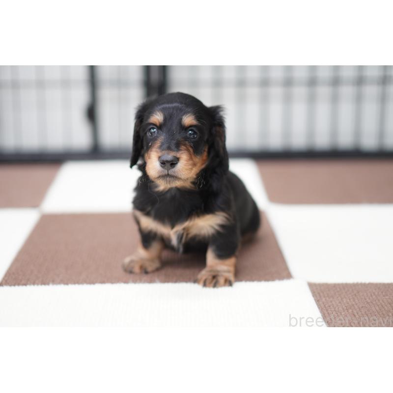 販売中の埼玉県のミニチュアダックスフンド(ロングヘアード)-433907の5枚目