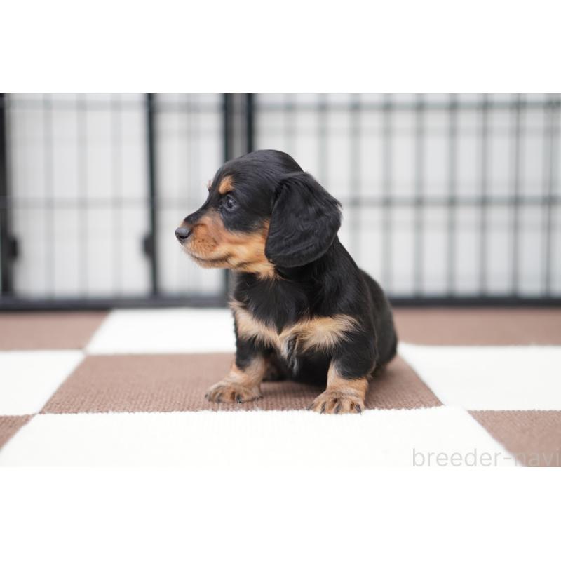 販売中の埼玉県のミニチュアダックスフンド(ロングヘアード)-433907の4枚目