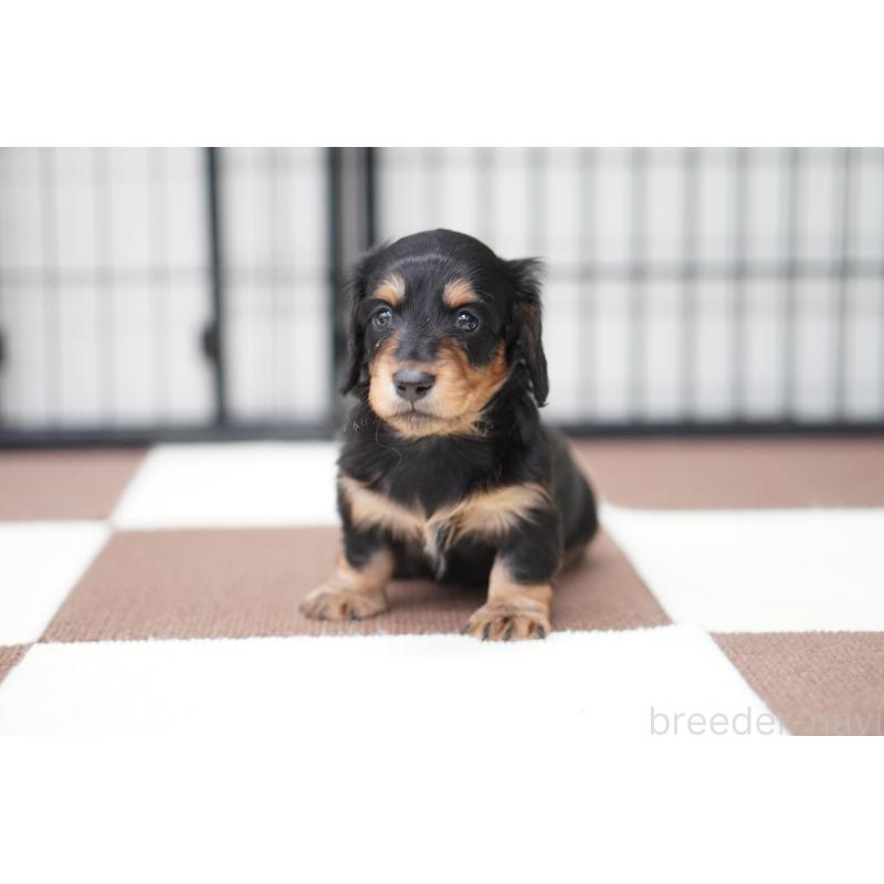 販売中の埼玉県のミニチュアダックスフンド(ロングヘアード)-433907の3枚目