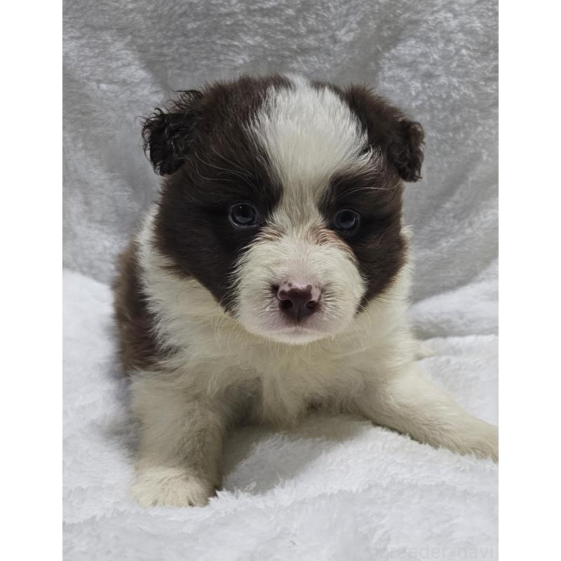 販売中の岩手県のボーダーコリー-435221の5枚目