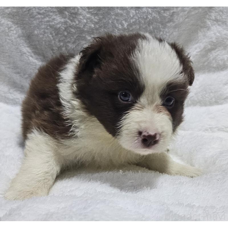 販売中の岩手県のボーダーコリー-435221の4枚目