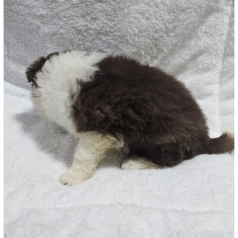 販売中の岩手県のボーダーコリー-435221の3枚目