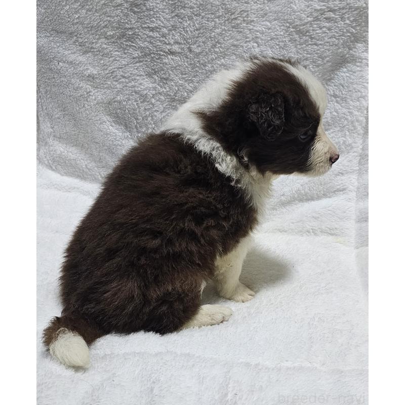 販売中の岩手県のボーダーコリー-435221の2枚目