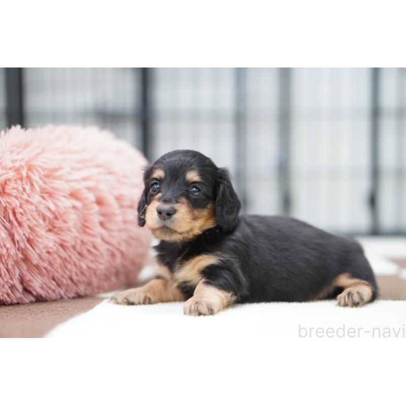 販売中の埼玉県のミニチュアダックスフンド(ロングヘアード)-433906の5枚目