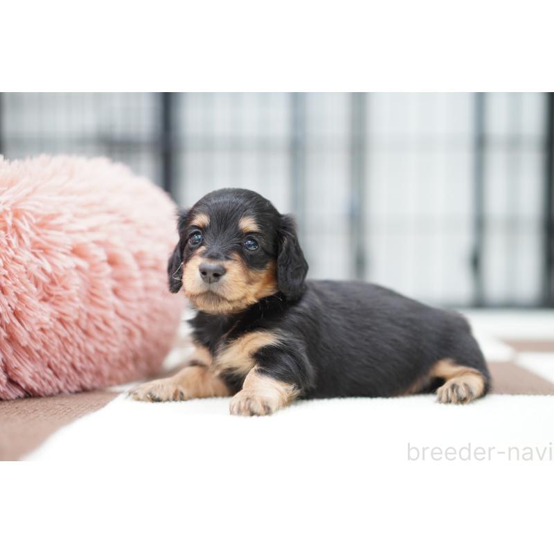 販売中の埼玉県のミニチュアダックスフンド(ロングヘアード)-433906の4枚目