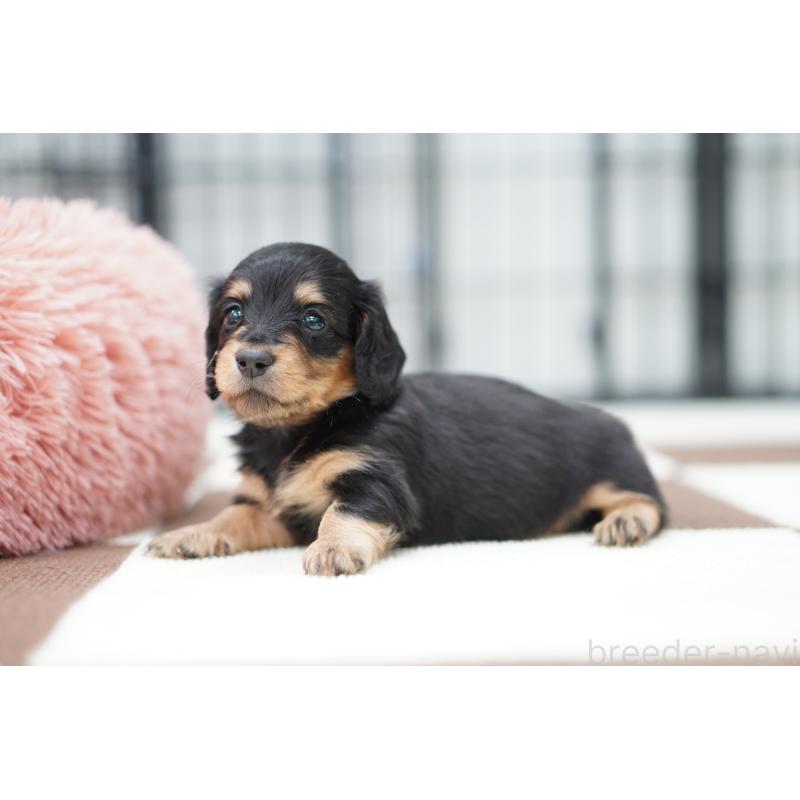 販売中の埼玉県のミニチュアダックスフンド(ロングヘアード)-433906の3枚目