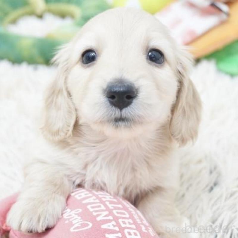 販売中の兵庫県のミニチュアダックスフンド(ロングヘアード)-435259の1枚目