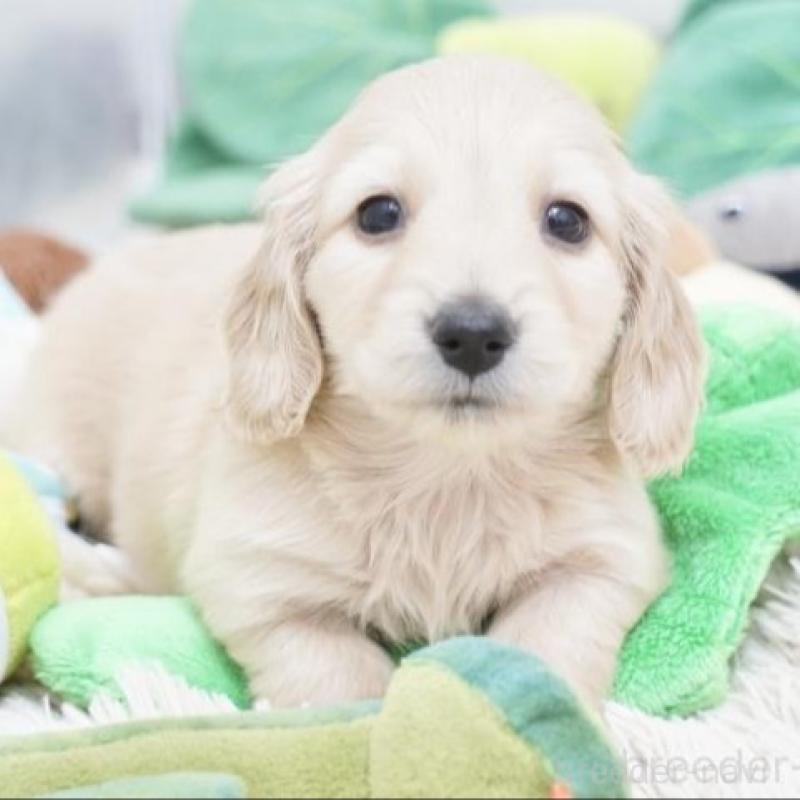 販売中の兵庫県のミニチュアダックスフンド(ロングヘアード)-435259の3枚目