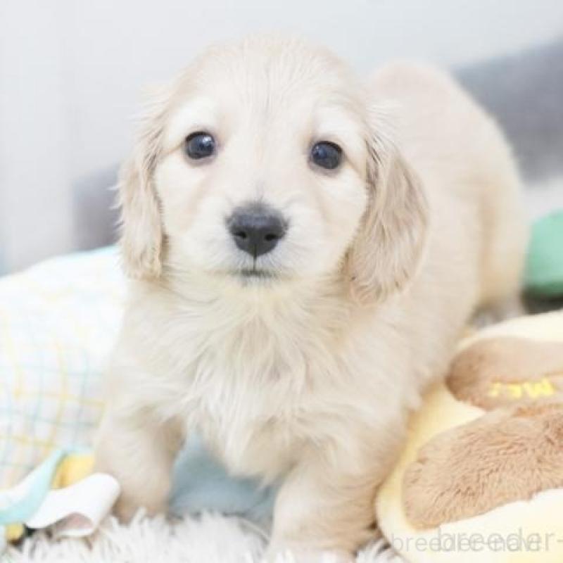 販売中の兵庫県のミニチュアダックスフンド(ロングヘアード)-435259の2枚目