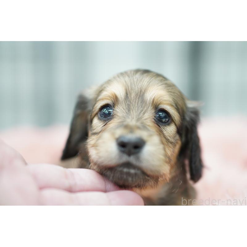 販売中の埼玉県のミニチュアダックスフンド(ロングヘアード)-433905の5枚目