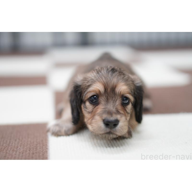 販売中の埼玉県のミニチュアダックスフンド(ロングヘアード)-433905の4枚目