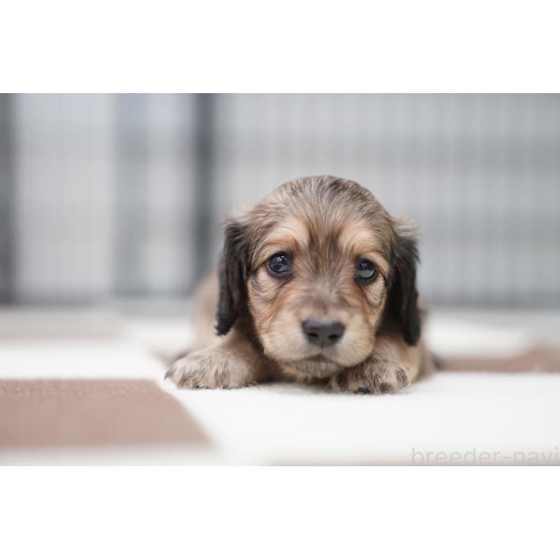 販売中の埼玉県のミニチュアダックスフンド(ロングヘアード)-433905の3枚目