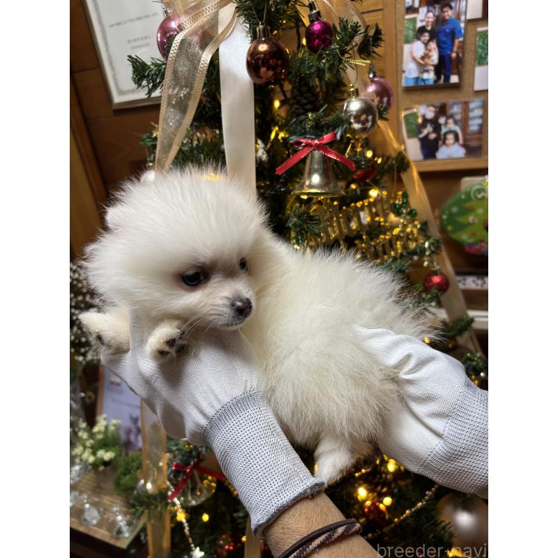 販売中の沖縄県のポメラニアン-431081の4枚目