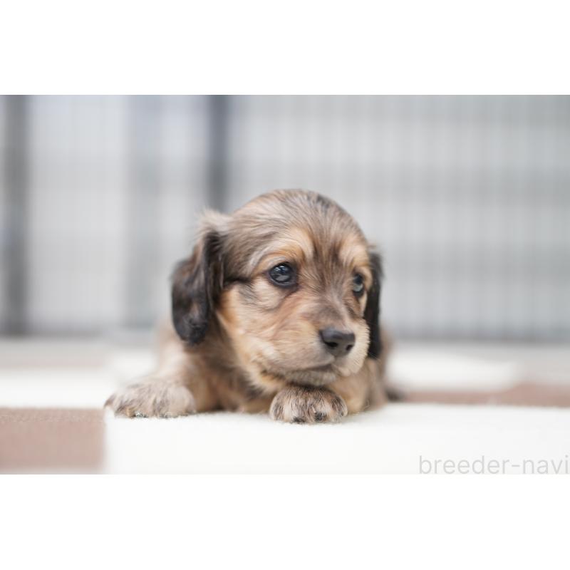 販売中の埼玉県のミニチュアダックスフンド(ロングヘアード)-433905の2枚目