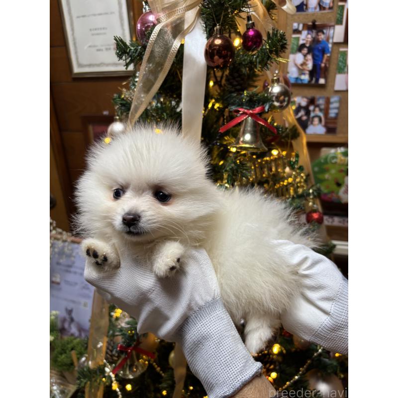 販売中の沖縄県のポメラニアン-431081の3枚目