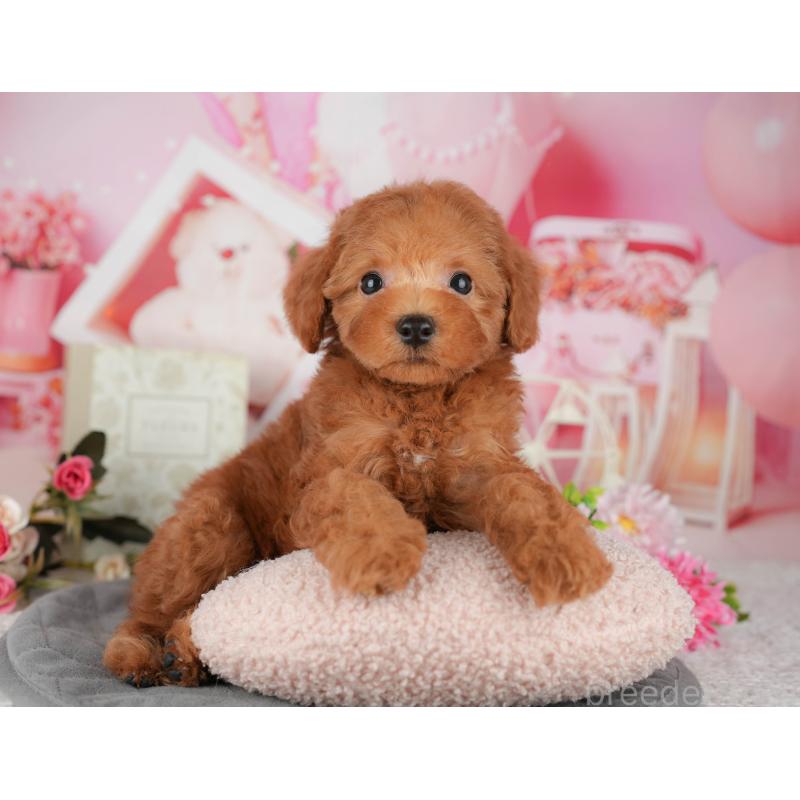 販売中の千葉県のトイプードル-435260の8枚目