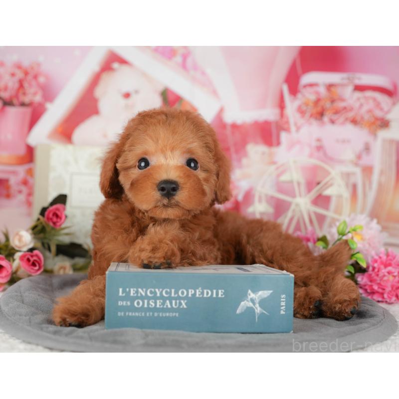 販売中の千葉県のトイプードル-435260の7枚目