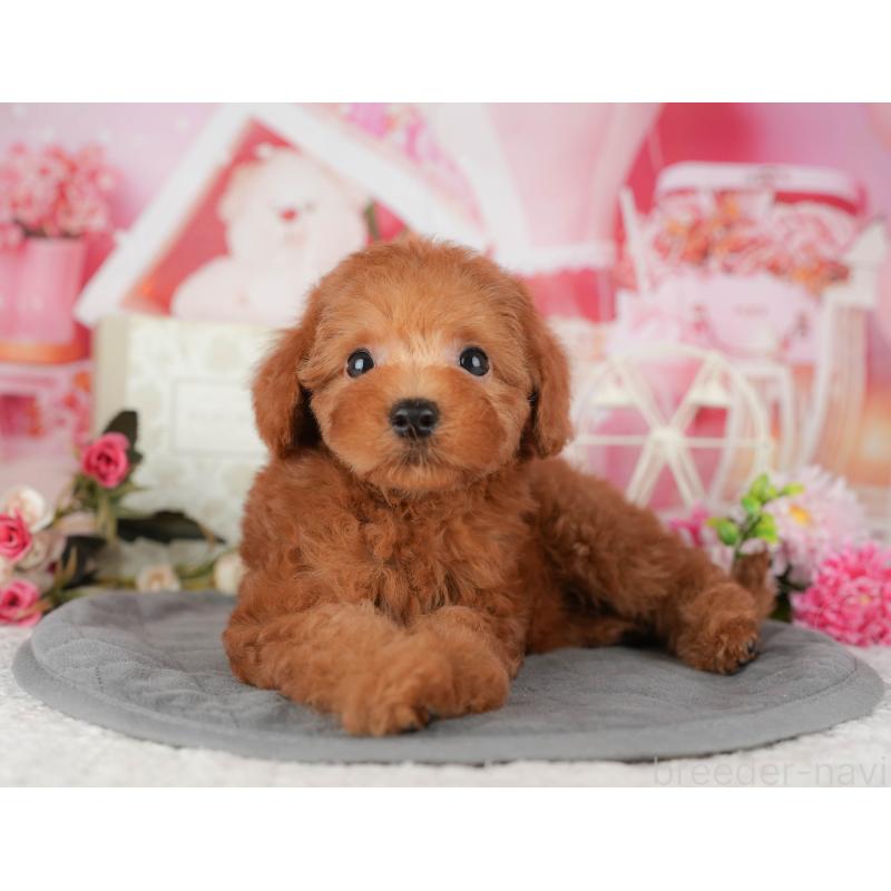 販売中の千葉県のトイプードル-435260の6枚目