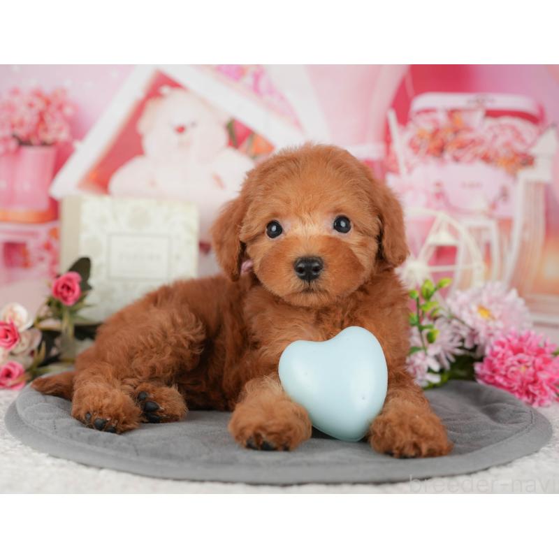 販売中の千葉県のトイプードル-435260の4枚目