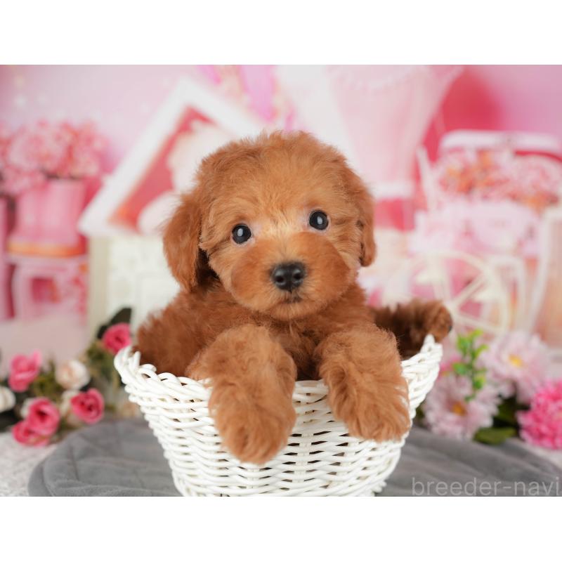 販売中の千葉県のトイプードル-435260の3枚目