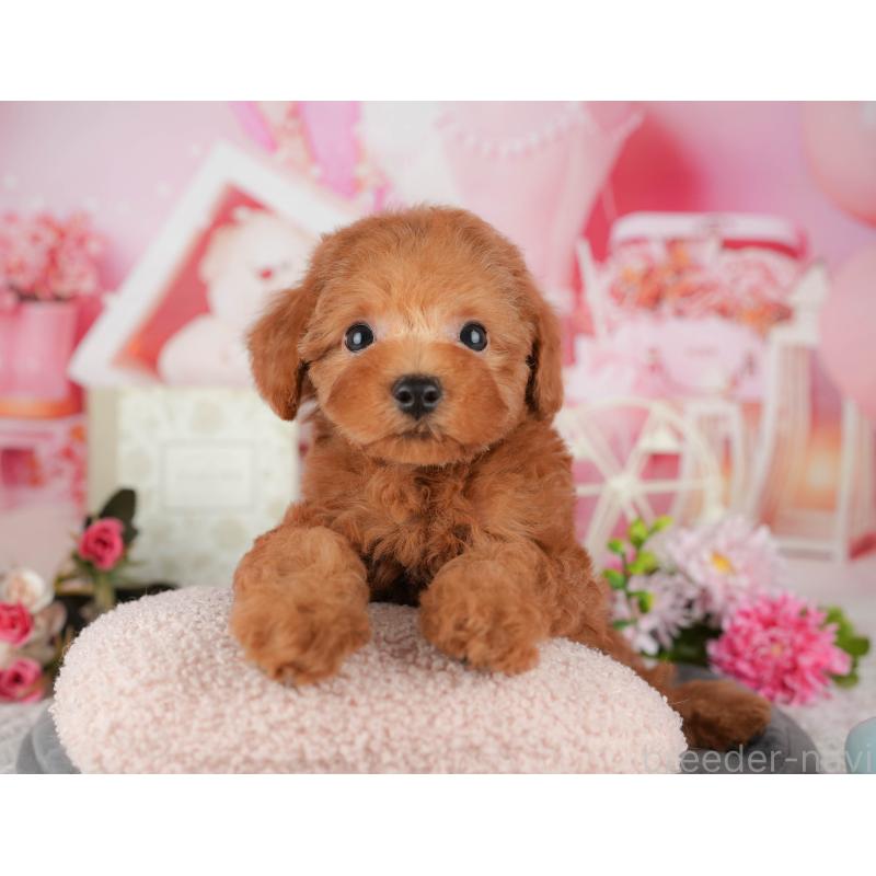 販売中の千葉県のトイプードル-435260の2枚目