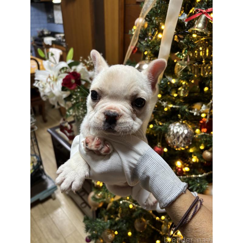 販売中の沖縄県のフレンチブルドッグ-426160の3枚目