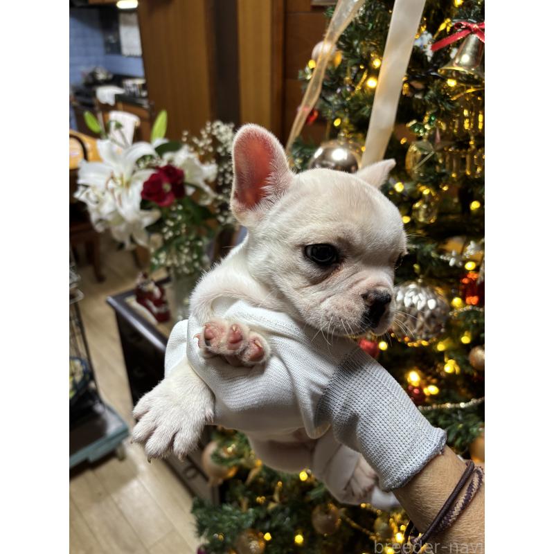 販売中の沖縄県のフレンチブルドッグ-426160の2枚目