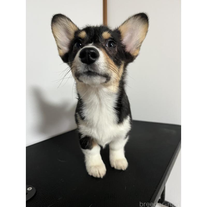 販売中の和歌山県のウェルシュコーギーペンブローク-418659の3枚目