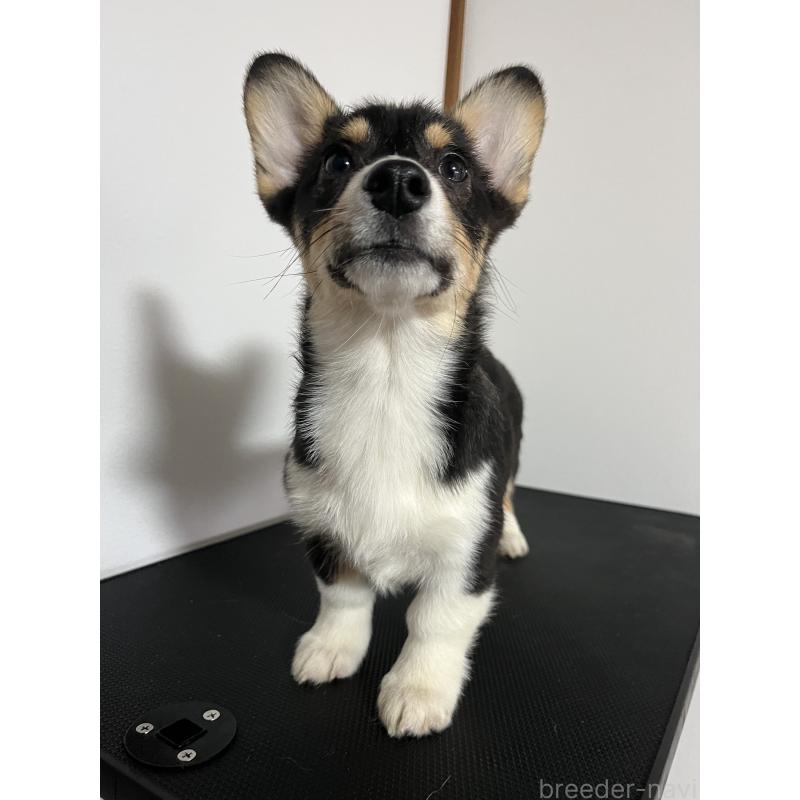 販売中の和歌山県のウェルシュコーギーペンブローク-418659