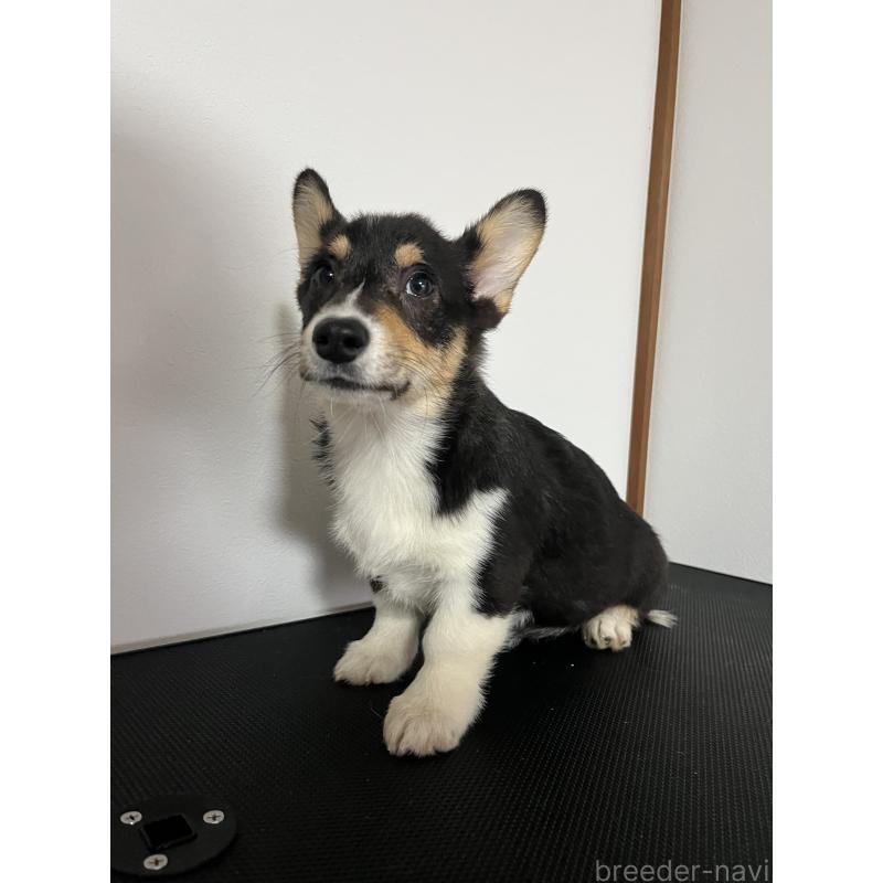 販売中の和歌山県のウェルシュコーギーペンブローク-418659の2枚目