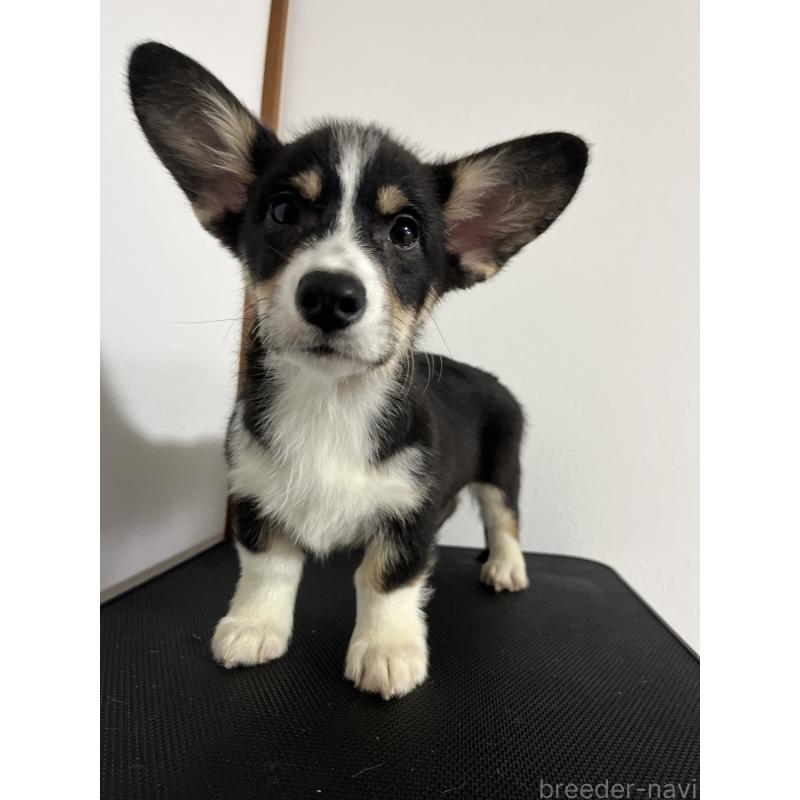販売中の和歌山県のウェルシュコーギーペンブローク-418663