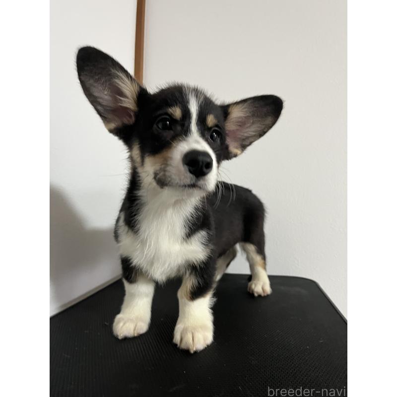 販売中の和歌山県のウェルシュコーギーペンブローク-418663の4枚目