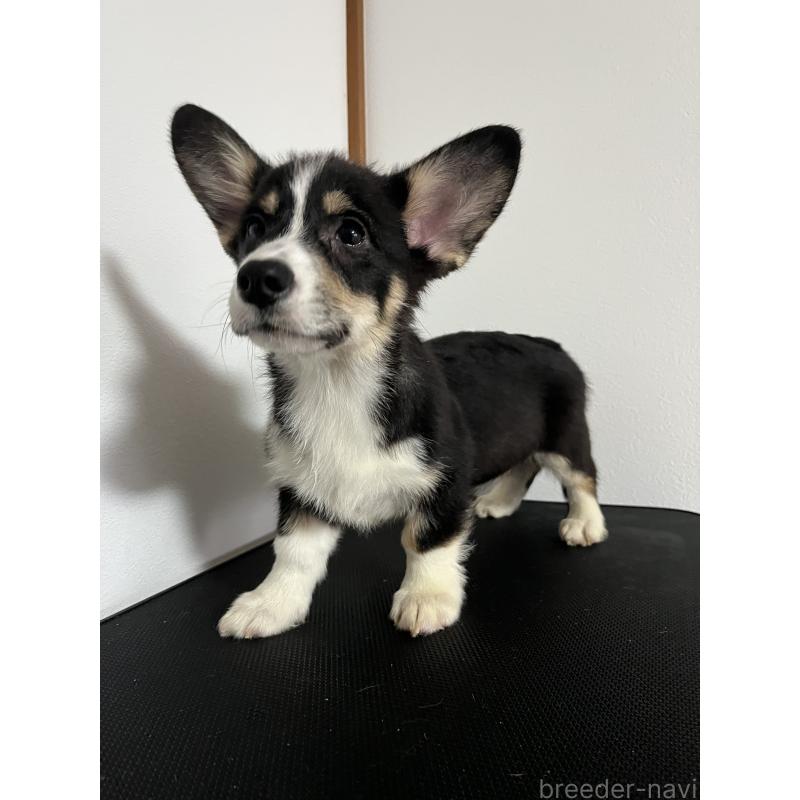 販売中の和歌山県のウェルシュコーギーペンブローク-418663の3枚目