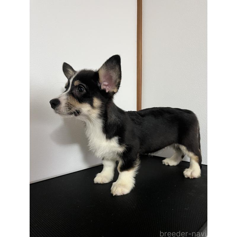 販売中の和歌山県のウェルシュコーギーペンブローク-418663の2枚目