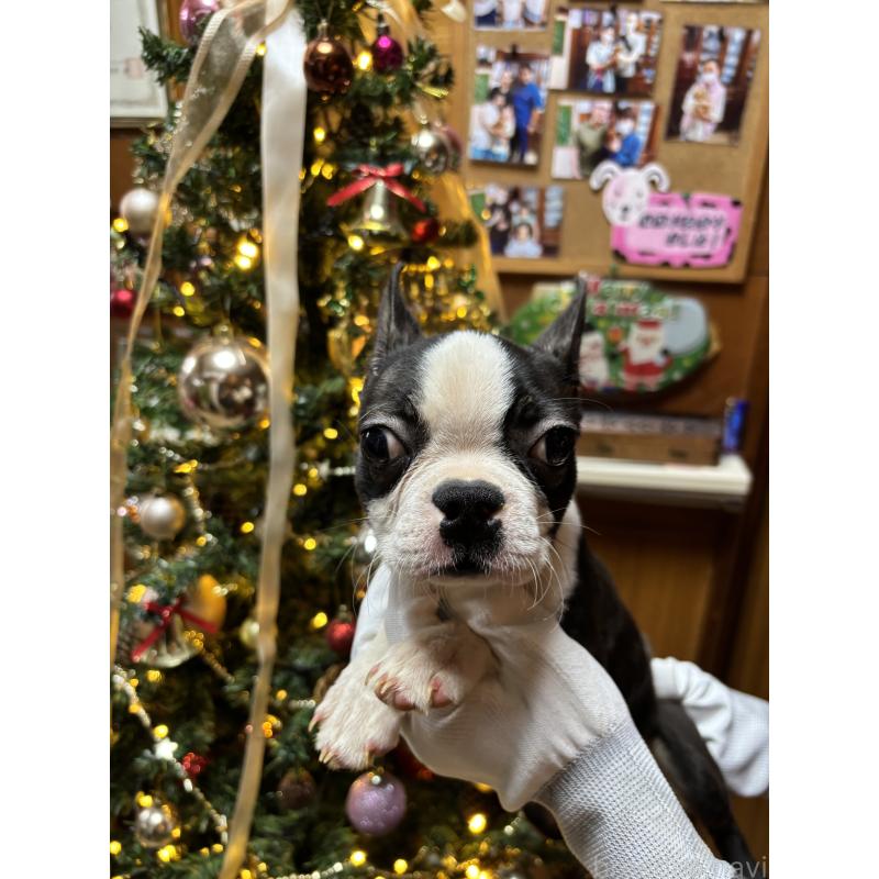 販売中の沖縄県のボストンテリア-411490の2枚目