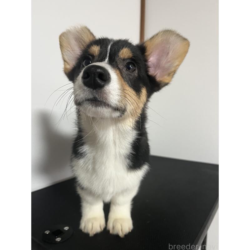 成約済の和歌山県のウェルシュコーギーペンブローク-418666の4枚目